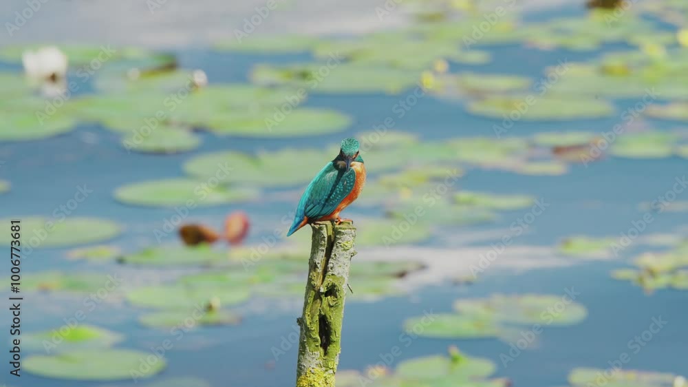 Poster slow motion view of kingfisher in friesland netherlands perched over pond with lily pads in backgrou