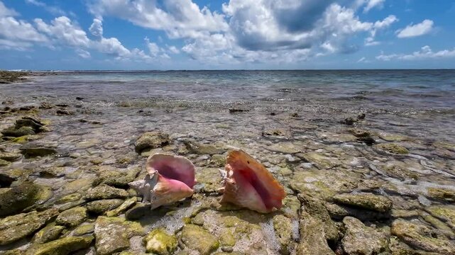Two BOTUTOS conch shells on beach while the water and clouds pass by, Tropical island Los Roques