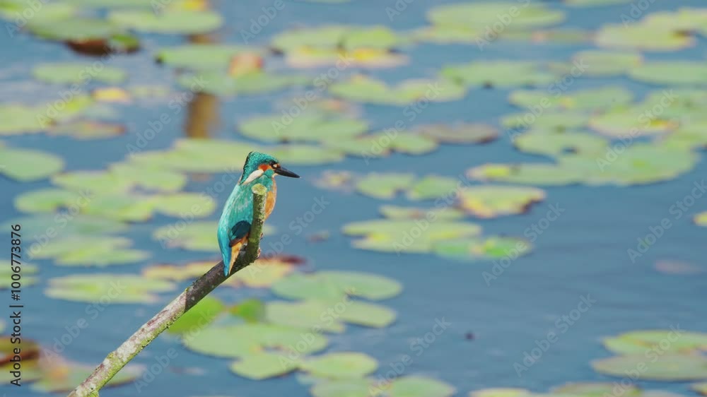 Poster slow motion view of kingfisher in friesland netherlands perched over pond with lily pads in backgrou