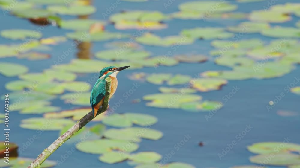 Poster slow motion view of kingfisher in friesland netherlands perched over pond with lily pads in backgrou