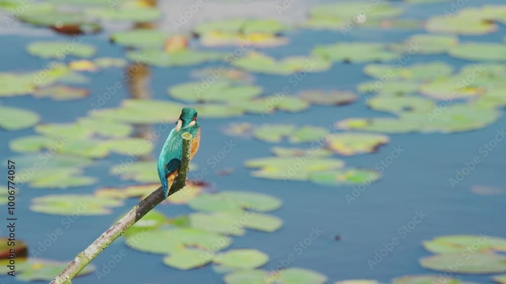 Poster slow motion view of kingfisher in friesland netherlands perched over pond with lily pads in backgrou