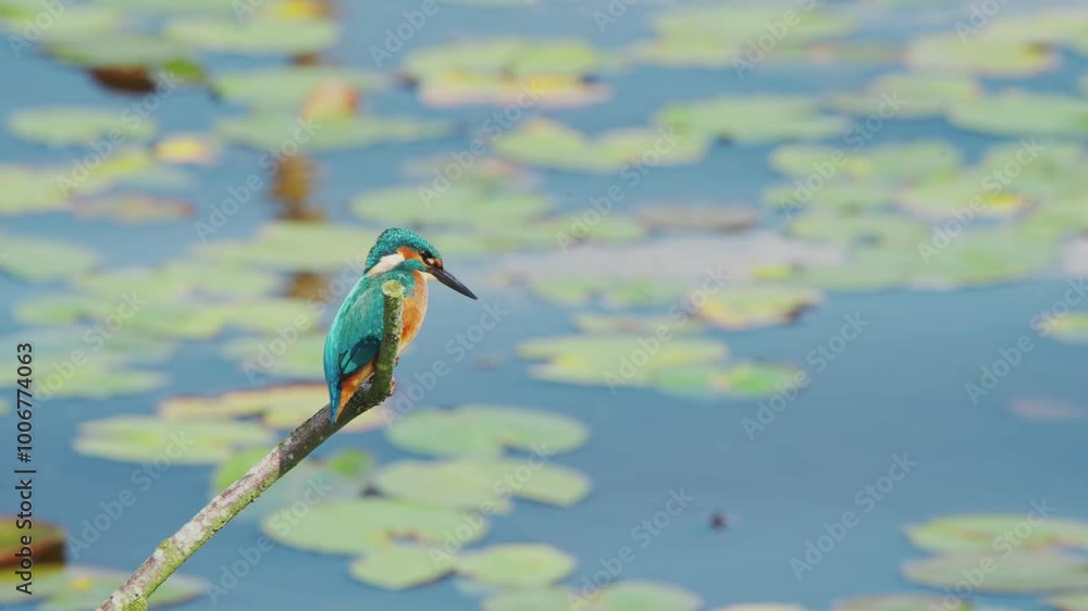 Poster slow motion view of kingfisher in friesland netherlands perched over pond with lily pads in backgrou