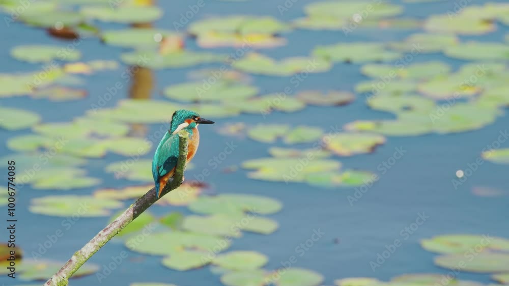 Poster slow motion view of kingfisher in friesland netherlands perched over pond with lily pads in backgrou