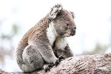 A Serene Koala Takes a Moment of Rest in the Eucalyptus Tree