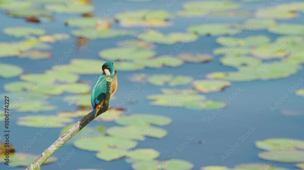Poster slow motion view of kingfisher in friesland netherlands perched over pond with lily pads in backgrou