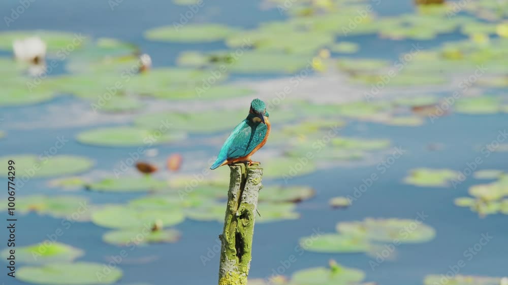 Poster slow motion view of kingfisher in friesland netherlands perched over pond with lily pads in backgrou