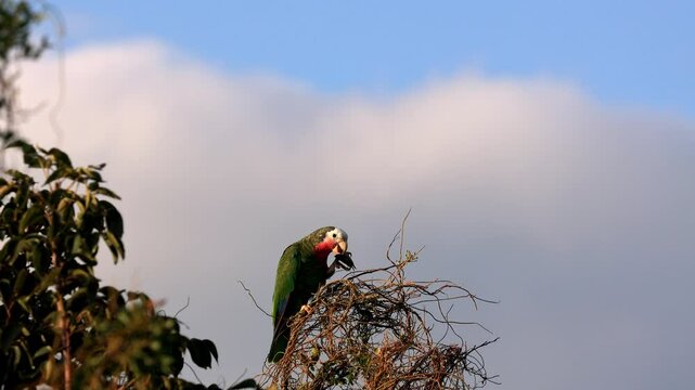 Slow motion shot of an abaco parrot that is eating and trowing away a legume