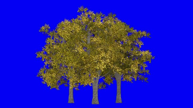 3D european linden tree cluster in Autumn Fall season, with wind effect on blue screen 3D animation. You can easily key out (remove) the blue screen with just one click using any video editor.