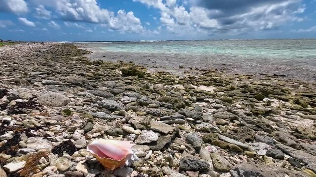 BOTUTO pink conch shell on tropical BEACH with stones, PAN RIGHT , Los Roques