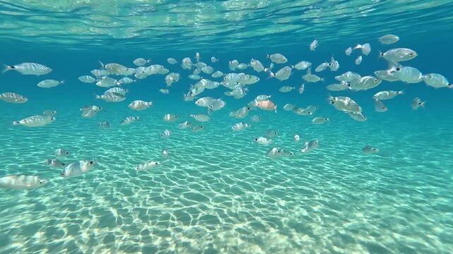 School of fish swimming in clear turquoise waters near the beach in Kardamena, Kos Greece