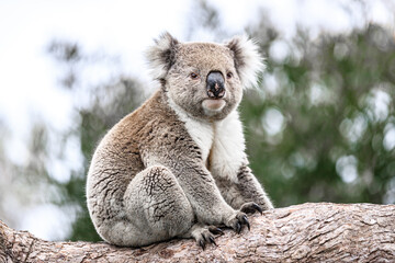 Adorable Wild Koala Sitting on a Tree Branch, Raymond Island, Australia