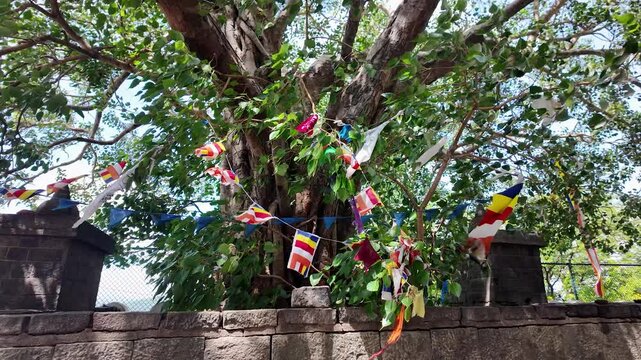 Colorful Buddhist flags adorn a tree near the historic Dambulla Cave Temple in Sri Lanka, on a sunny day. Symbolizing peace and spirituality in a natural setting.
