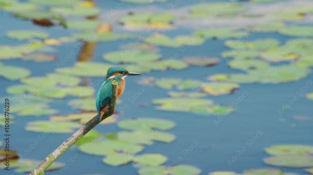 Aufkleber slow motion view of kingfisher in friesland netherlands perched over pond with lily pads in backgrou