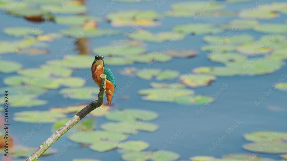 Poster slow motion view of kingfisher in friesland netherlands perched over pond with lily pads in backgrou