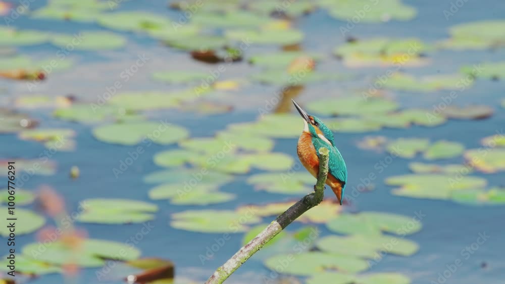 Poster slow motion view of kingfisher in friesland netherlands perched over pond with lily pads in backgrou