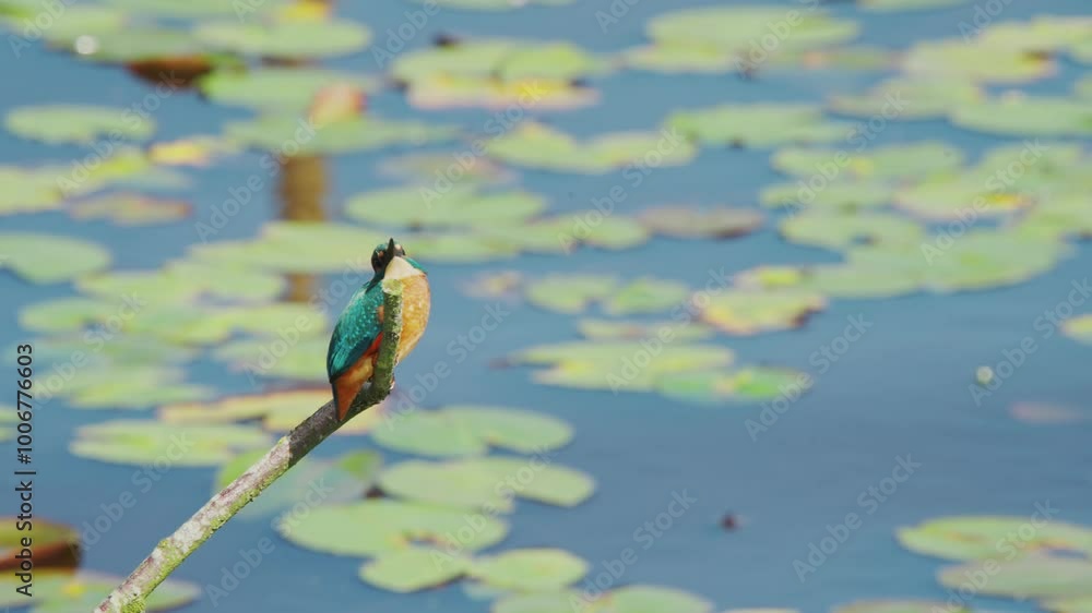 Aufkleber slow motion view of kingfisher in friesland netherlands perched over pond with lily pads in backgrou