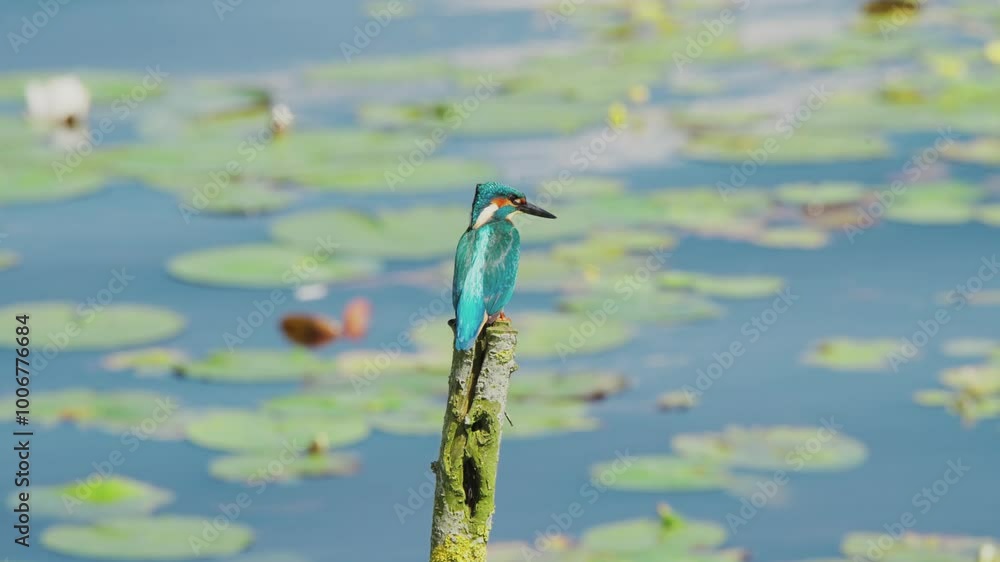 Poster slow motion view of kingfisher in friesland netherlands perched over pond with lily pads in backgrou
