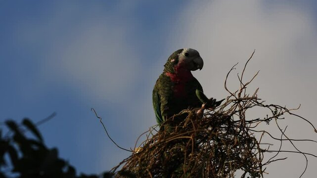 Slow motion shot of Abaco parrot eating on a legume in a tree