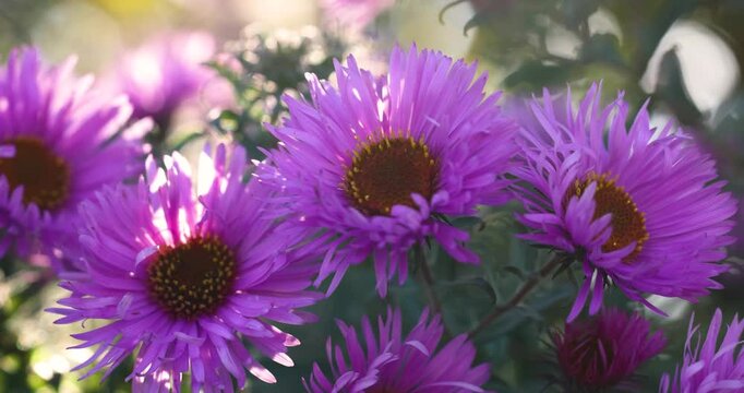 Purple aster flowers gently swaying in the wind