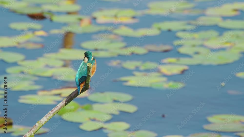 Poster slow motion view of kingfisher in friesland netherlands perched over pond with lily pads in backgrou