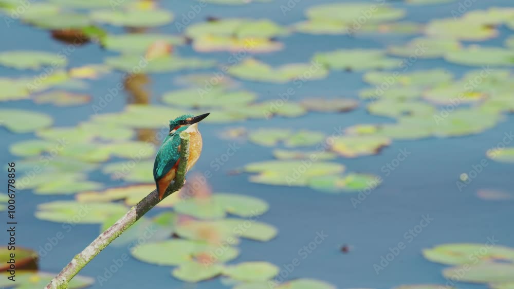 Poster slow motion view of kingfisher in friesland netherlands perched over pond with lily pads in backgrou