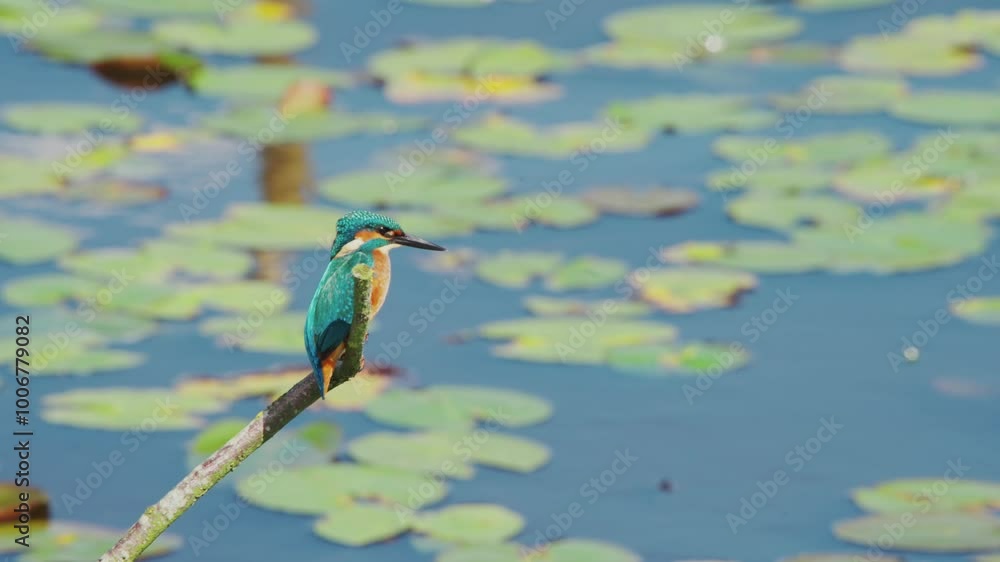 Poster slow motion view of kingfisher in friesland netherlands perched over pond with lily pads in backgrou
