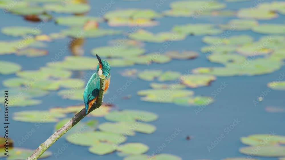 Poster slow motion view of kingfisher in friesland netherlands perched over pond with lily pads in backgrou