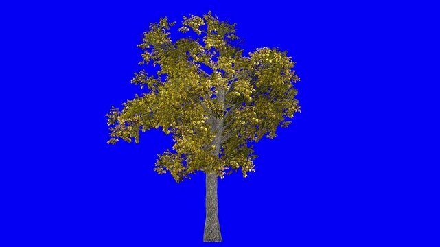 3D european linden tree in Autumn Fall season, with wind effect on blue screen 3D animation. You can easily key out (remove) the blue screen with just one click using any video editor.