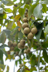 Aesculus flava Fruits on the tree. Green leaves. Bitter chestnut parviflora Koehnei leaf plant