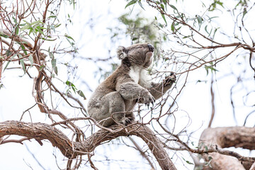 Koala Enjoying Eucalyptus Leaves High in a Tree, Raymond Island, Victoria, Australia