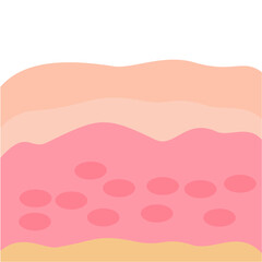 Illustration of human skin