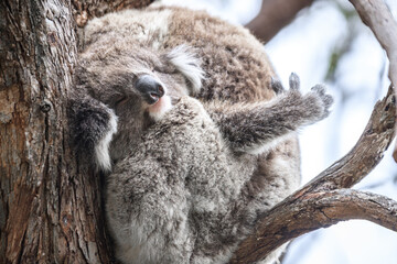 Sleepy Koala Napping in a Eucalyptus Tree