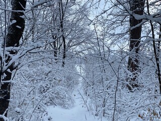 winter snow topped trees after snowstorm
