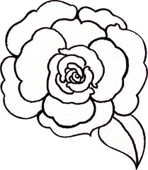 A beautiful blooming rose with one leaf attached, Line art, hand-drawn watercolor illustration