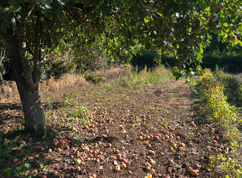 pommier