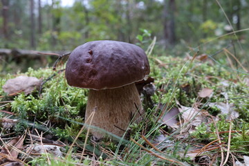 boletus edulis mushroom