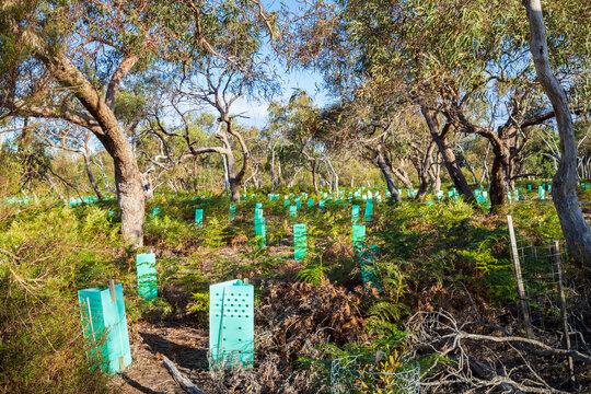 Reforestation Efforts in a Sunny Australian Forest, Raymond Island, Australia