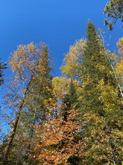 autumn treetops against cloudless blue sky