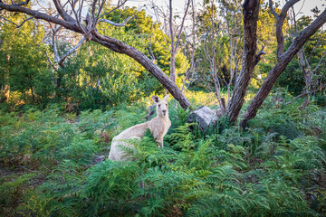 Rare White Kangaroo in its Natural Habitat in Raymond Island, Australia