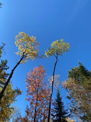 autumn isolated treetops against cloudless blue sky