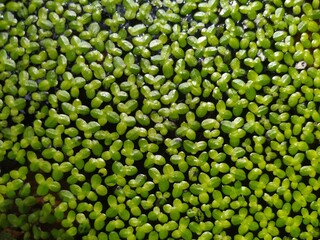 Green small plants in the river in Portugal
