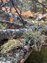Moss on birch tree in the forest