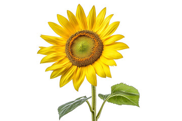 Obraz premium Sunflower on transparent background