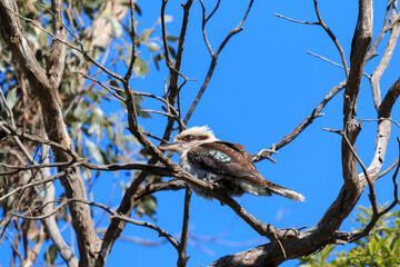 Kookaburra Perched on a Tree Branch Against Clear Blue Sky