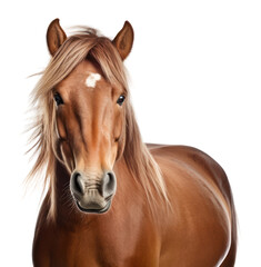 Obraz premium PNG Horse stallion mammal animal.