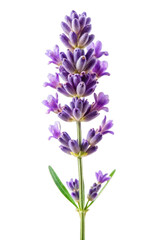 Obraz premium Isolated Lavender Flower on Transparent Background for Creative Designs