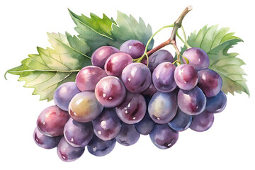 Watercolor hand drawn  grape with leaves stems isolate on transparency background