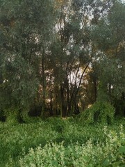 Ecballium flowering plants on the river shore of Klyazma river near willow forest. Wild eastern...
