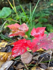 closeup of red fall Maple leaves in the forest