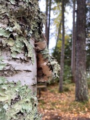 Moss on birch tree in the forest